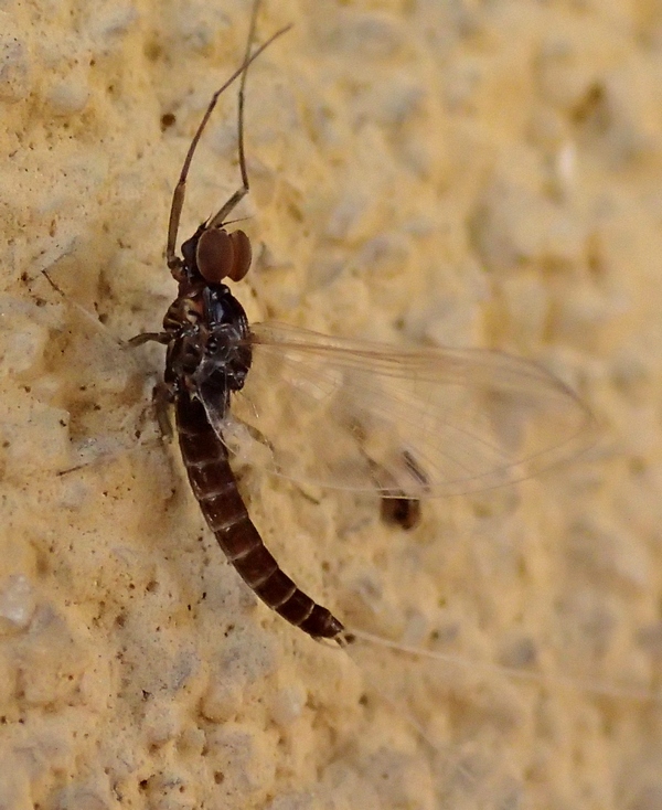 Baetidae